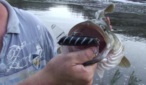 Video: Cod fishing on the Severn